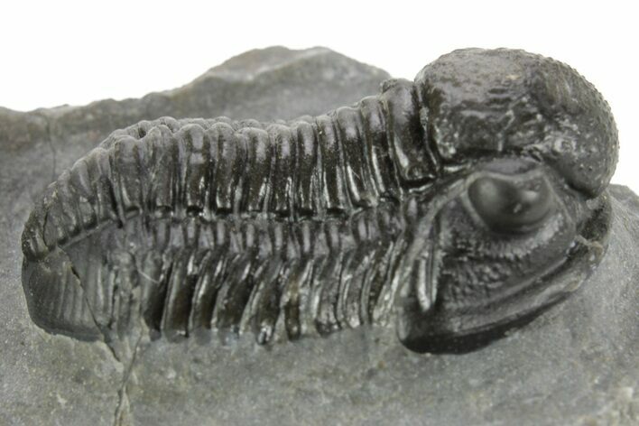 Detailed Gerastos Trilobite Fossil - Morocco #377233